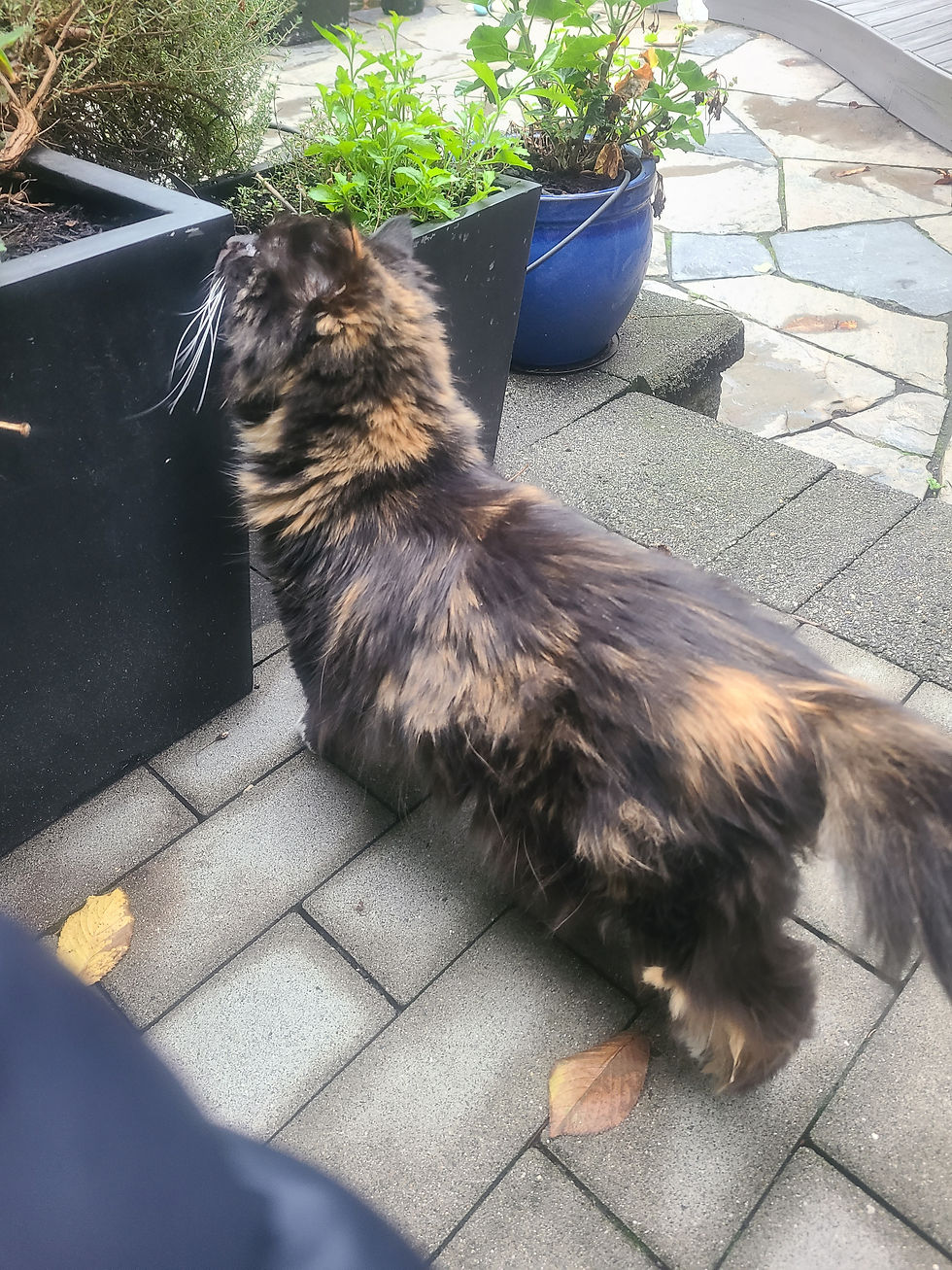 cat smelling plants