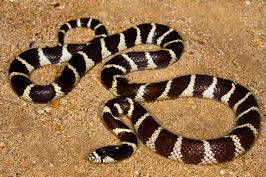California Kingsnake