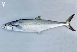 Sierra Spanish Mackeral.jpeg