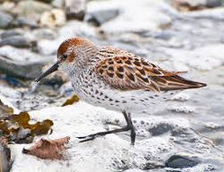 Western Sandpiper (Calidris mauri)