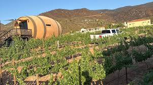 Baja Wineries