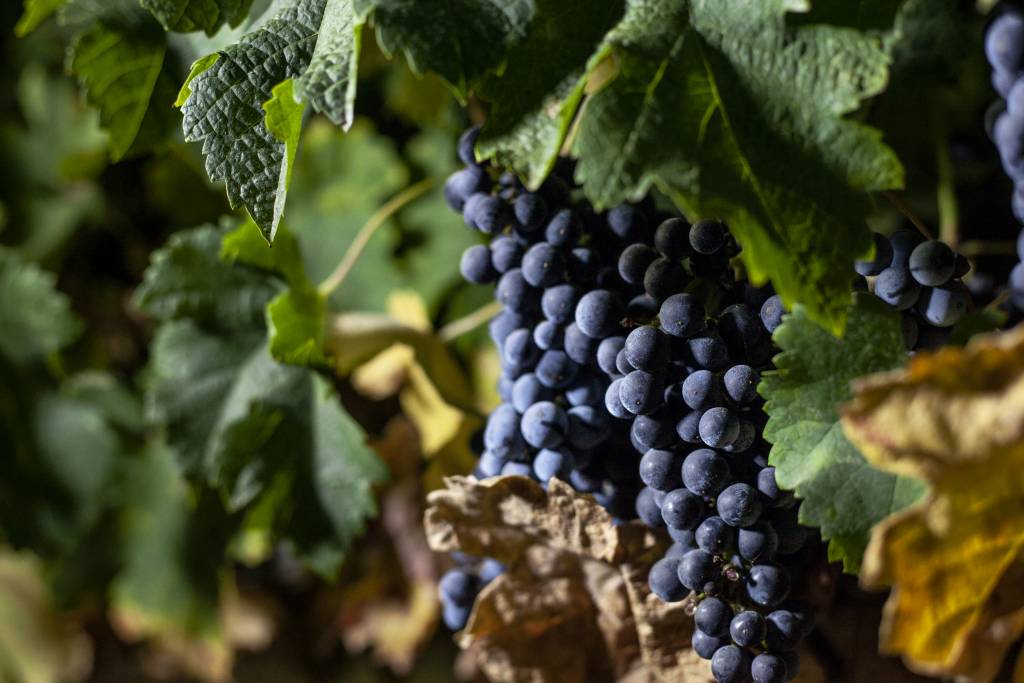Baja Wineries