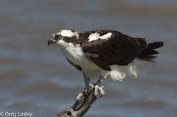 Osprey (Pandion haliaetus)