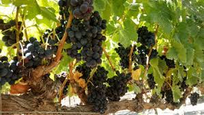 Baja Wineries