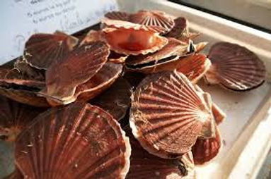 Scallops.jpeg