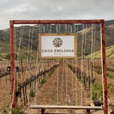 Baja Wineries