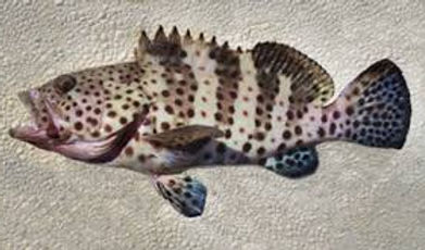 Spotted Cabrilla.jpeg