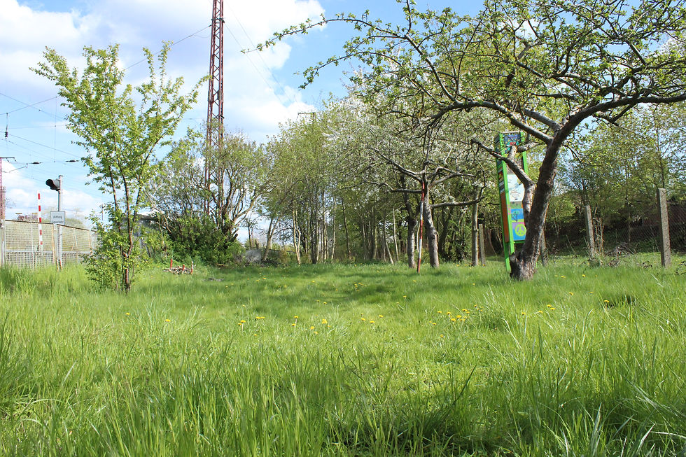 Garten Sommer 2015