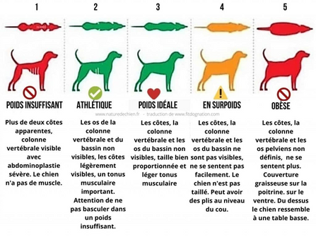 L’obésité chez le chien ! De plus en plus fréquent et pourtant à faire attention