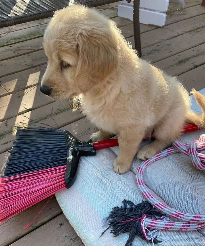 Golden Retiever puppy, Nippising Spirit.
