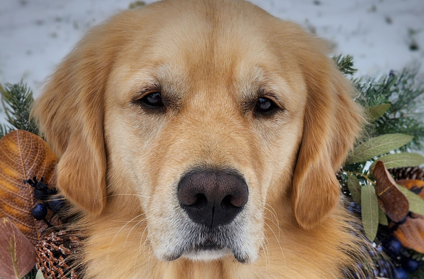 Adult Golden Retriever with wearing a holiday wreath.