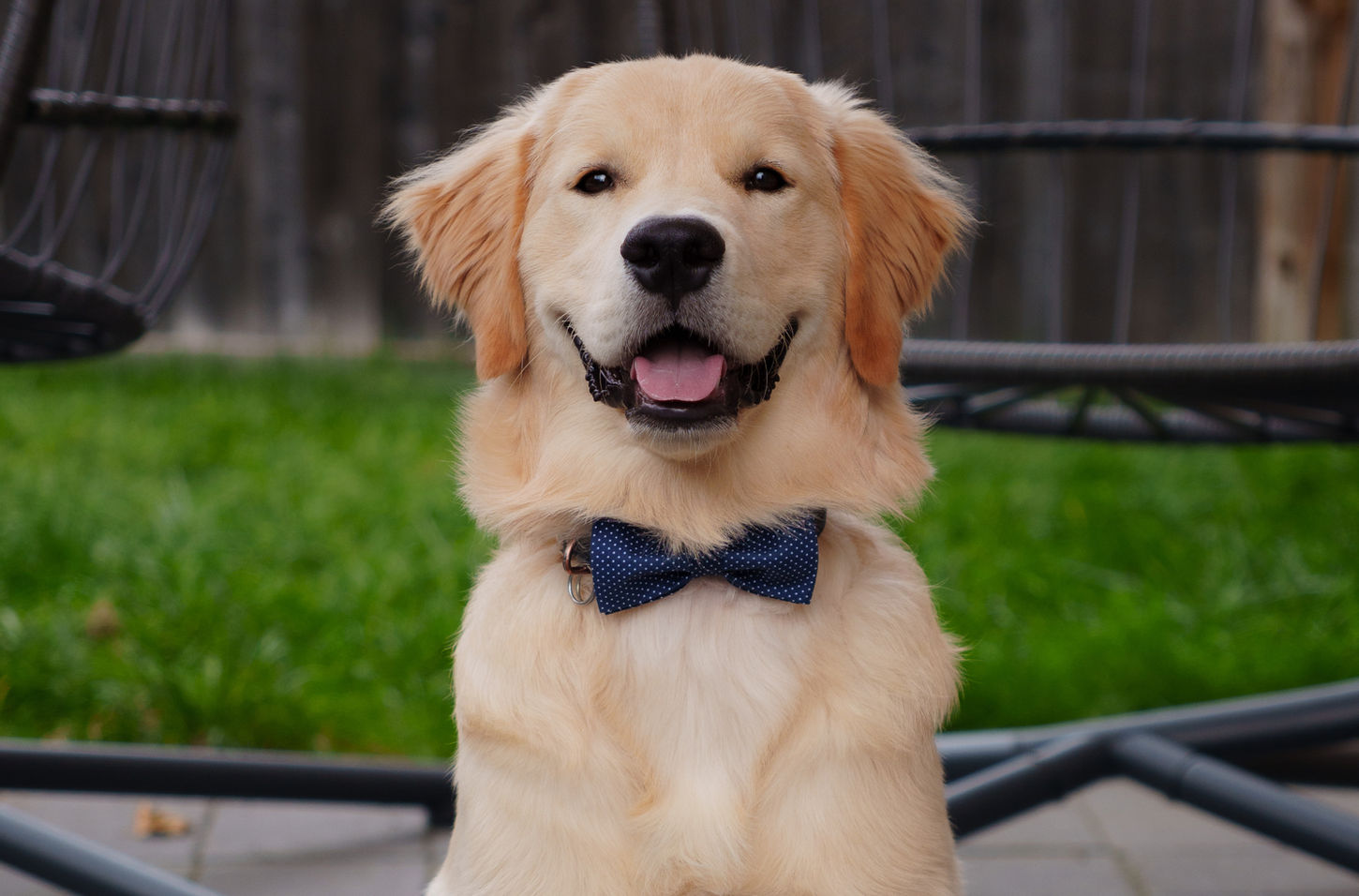 Smiling Golden Retriever wearing a bowtie.