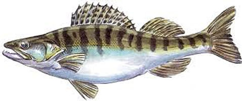 Zander.jpg