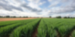 farming, crop field, uk.jpg