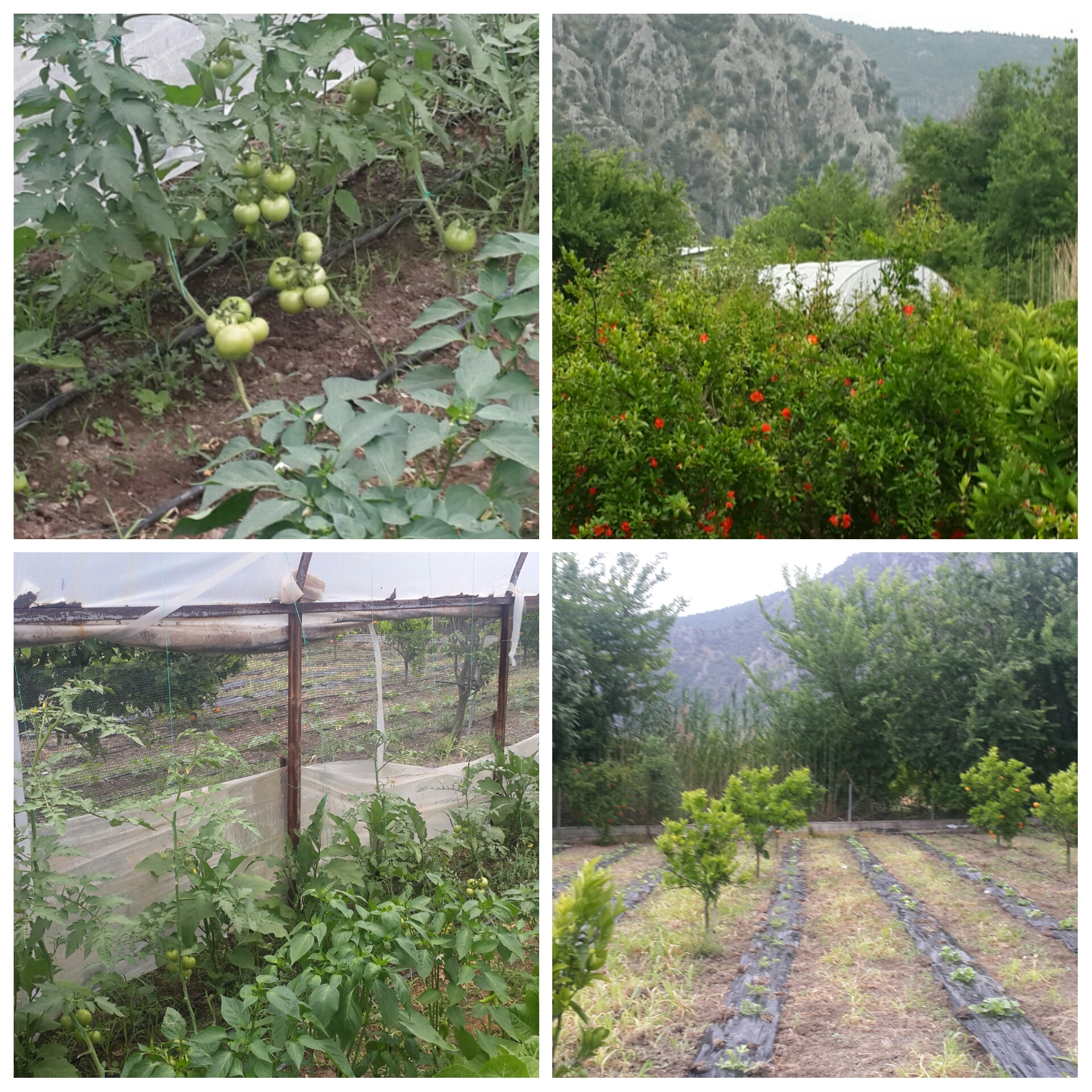 Our greenhouse