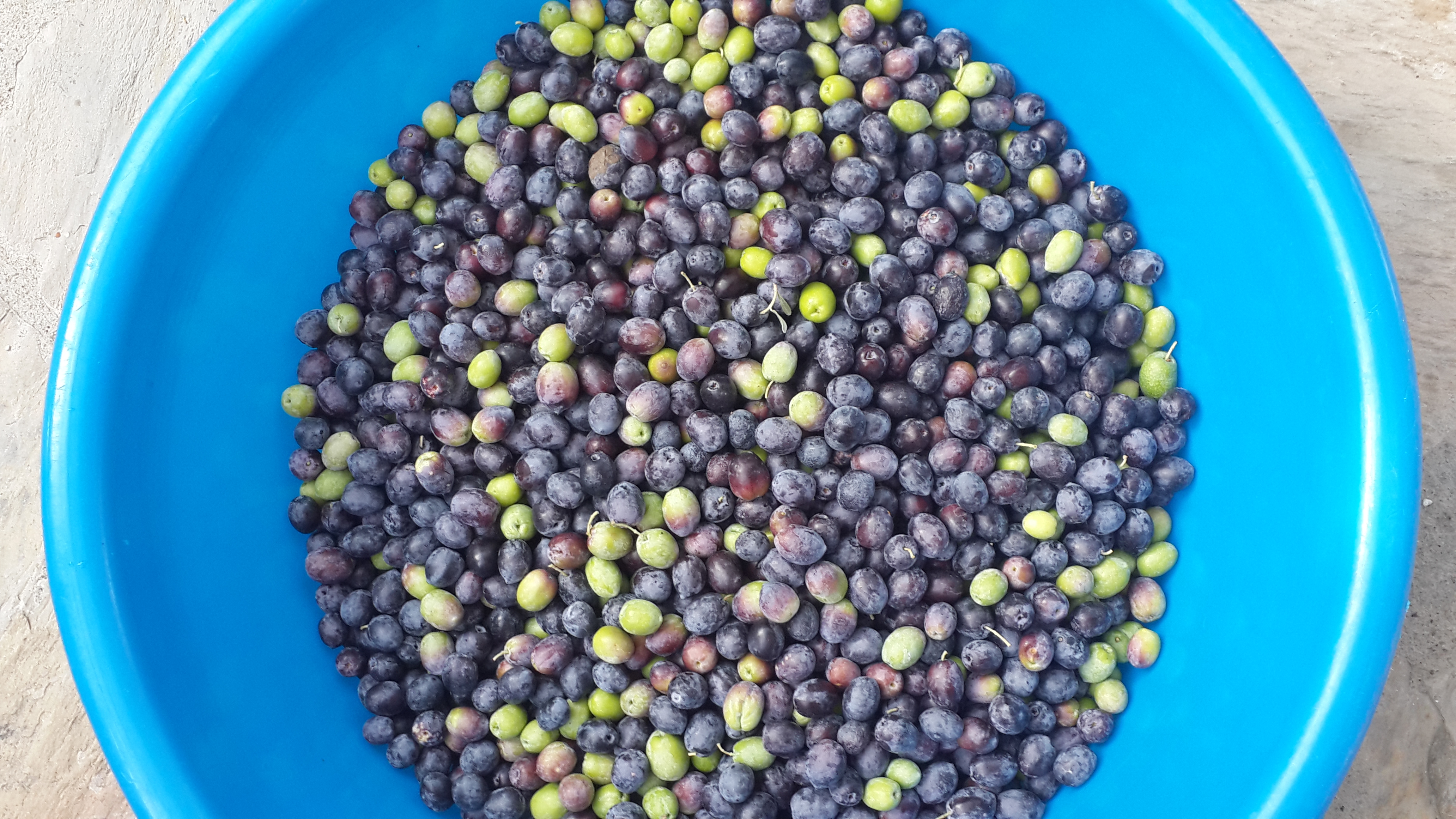 Olive harvest