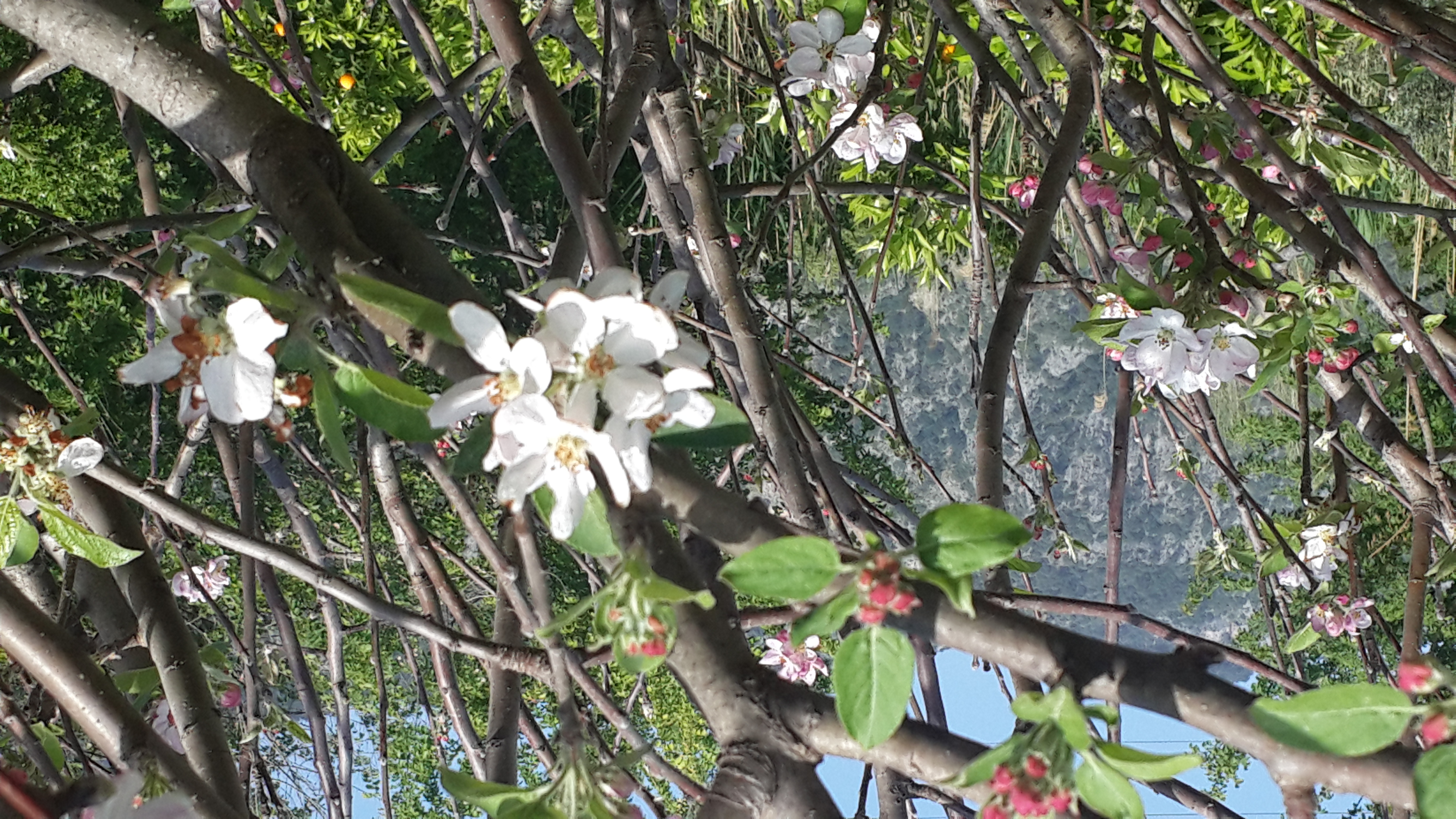 Apple blossoms