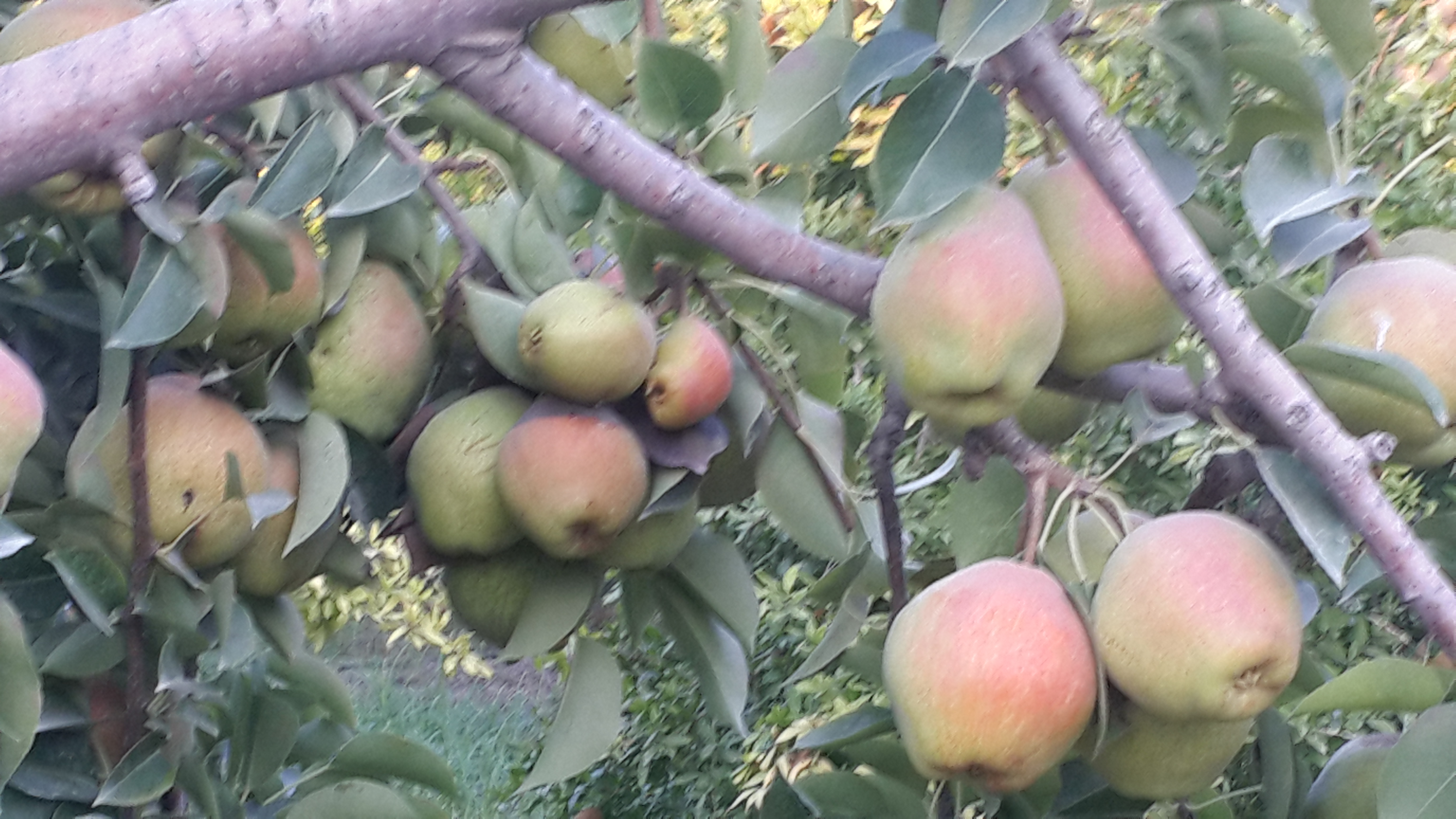 Organic pear trees