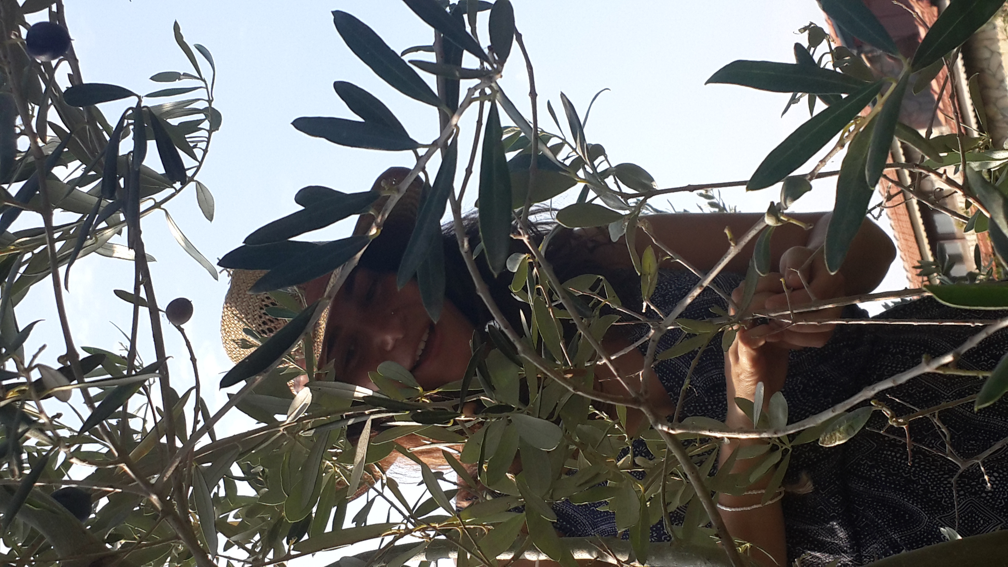 Picking olives