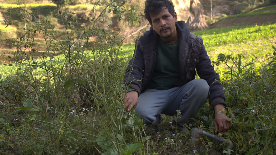A Nepalese man crouches in the weeds to turns the gas pipeline from the digester off