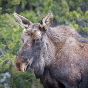 Head and upper body of a moose with green shrubs in background. Links to Wildlife Dos and Don'ts.