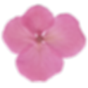 Flor seca decorativa