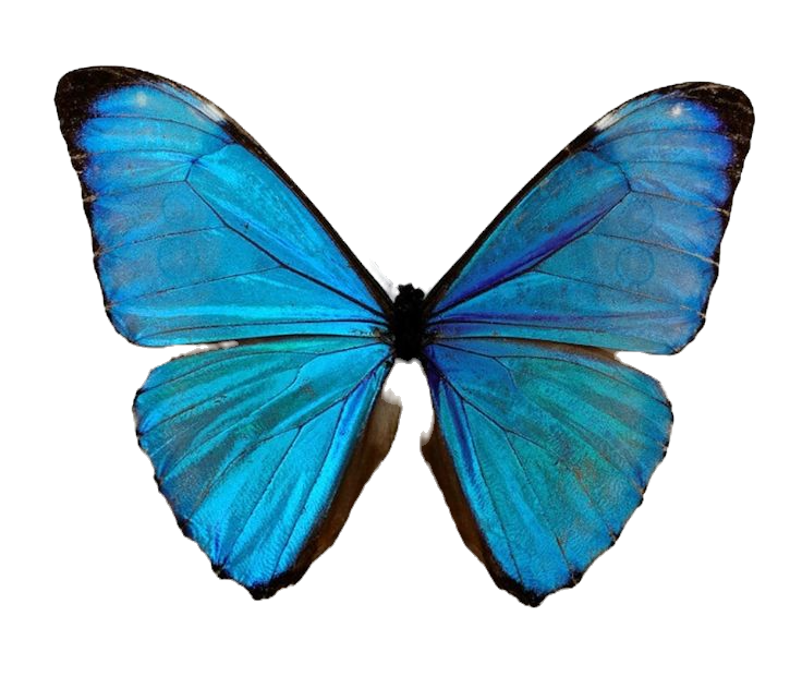 morpho_edited.png
