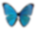 morpho_edited.png