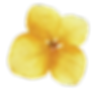yellow.png
