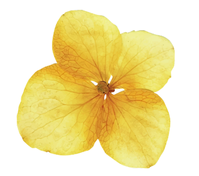 yellow.png