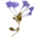 Flor seca decorativa
