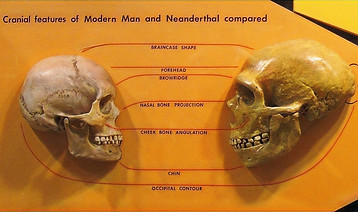 Sapiens_neanderthal_comparison_edited_edited.jpg
