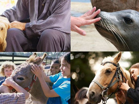 El poder terapéutico de los animales.