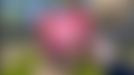 Kallio Kukkii -ohjelma julki