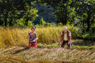 Farmers harvesting the Rice Stalks with Sickles
