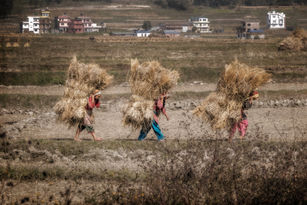 Transport of the Dried Rice stalks