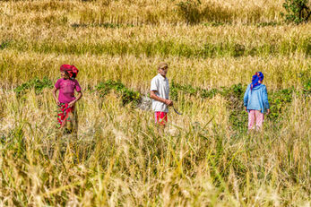Workers in the rice fields, harvesting Rice plants