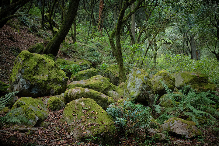 Thumbnail: Yellow Forest