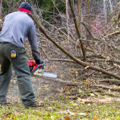 tree removal tree trimminggardening yard
