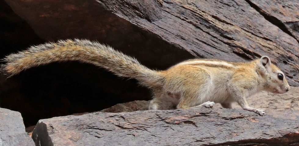 Rope squirrel.jpg