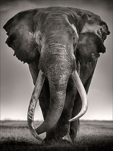 Joachim Schmeisser "Tim - Preserver of Peace, Kenya 2019"