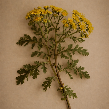 senecon de jabob - nolla-juin.png