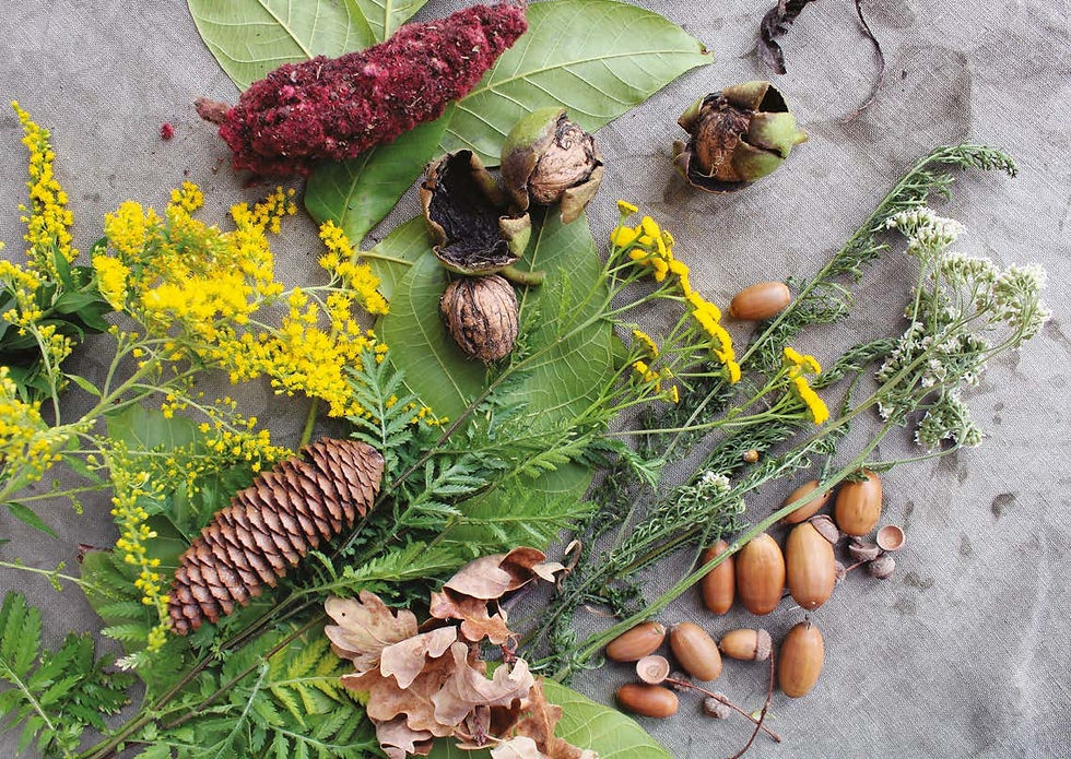 Miniature : BALADE À LA DÉCOUVERTE DES PLANTES SAUVAGES - FORÊT D'ARDON