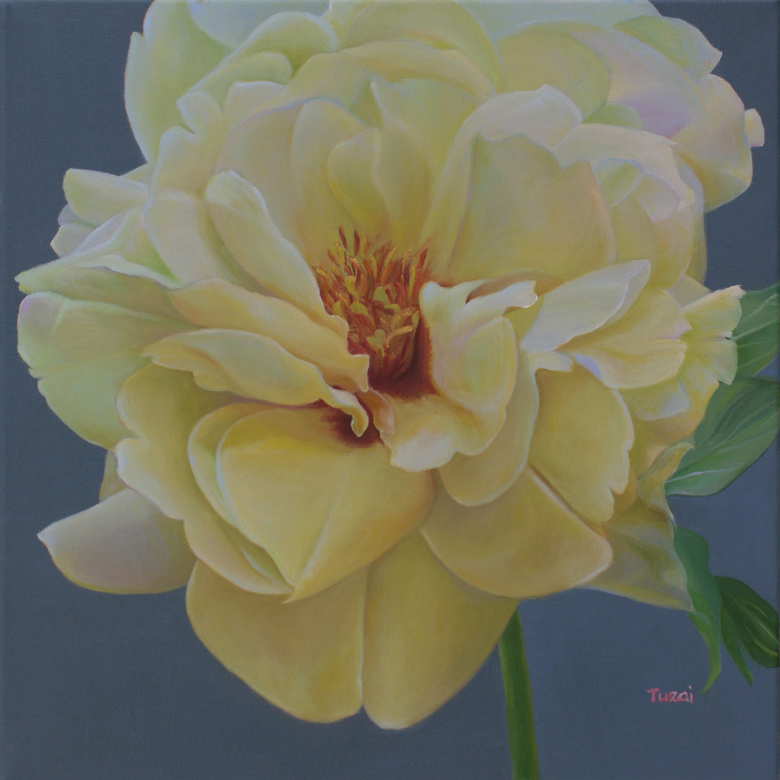 High Noon Tree Peony