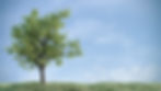 Bild Baum .jpg