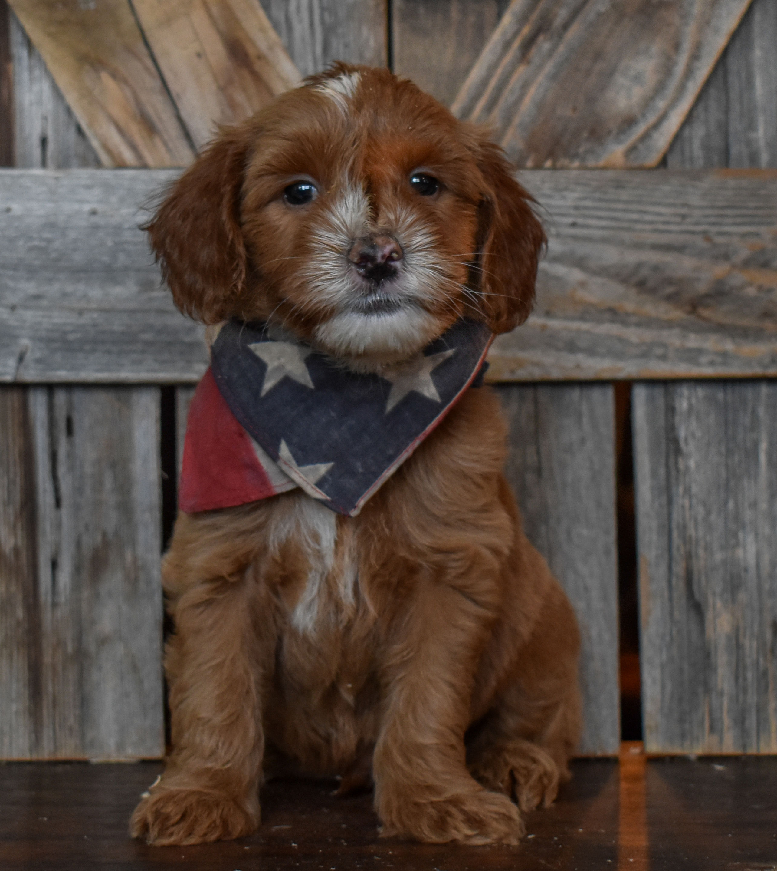 Male 2 ~ Black Collar