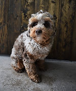 Banjo (4).JPG