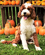 Leonardo (4).jpg