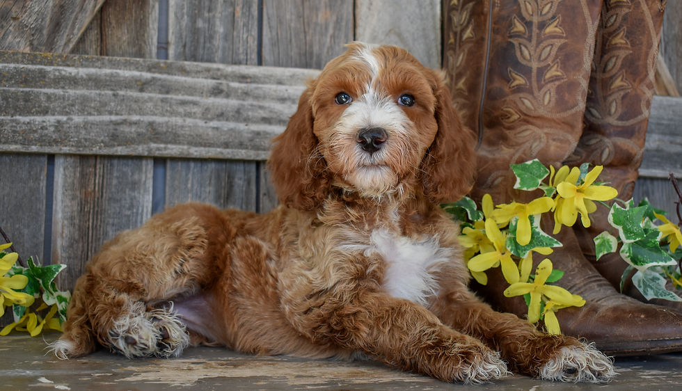 Desert Rose~ Dark Pink Collar Female