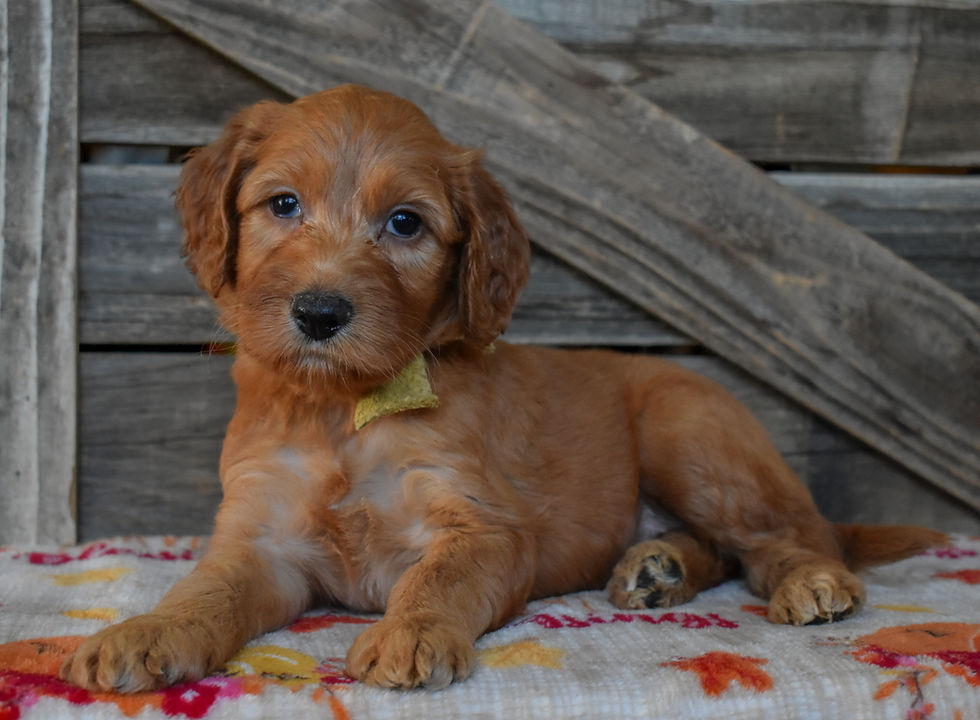 Thumbnail: Female 4 ~ Yellow Collar